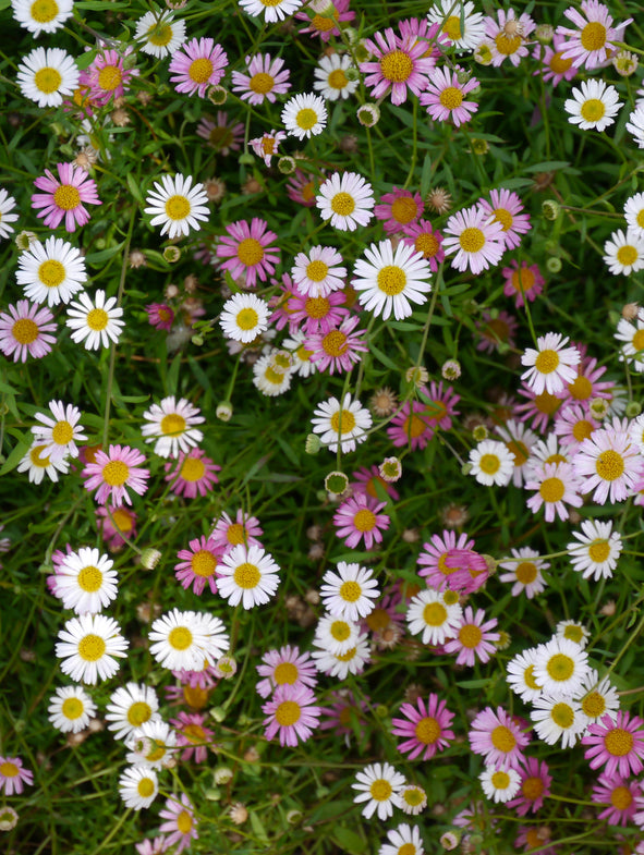 Flowers which start white and then progress to pink from the Australian Daisy.